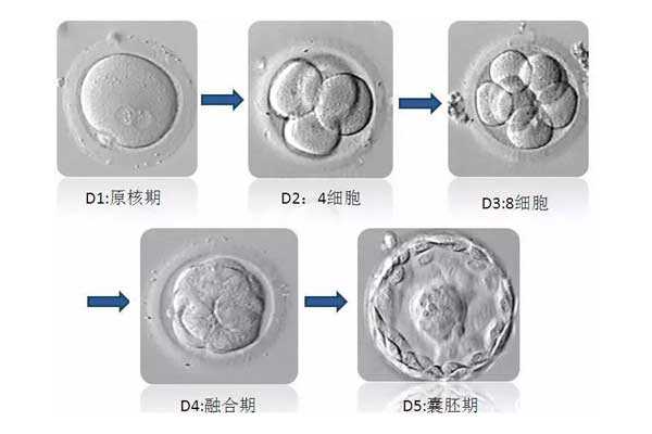 温州正规借卵中心,珠海试管移植囊胚成功